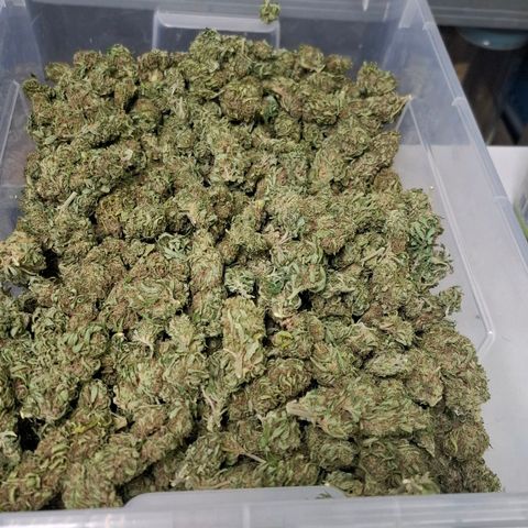 Orange Sherbet FF growlog timeline photo