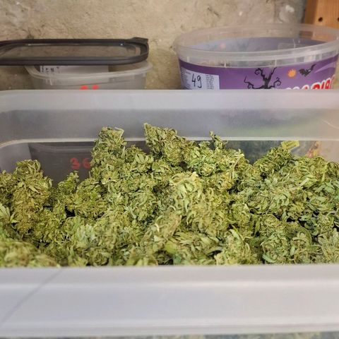 Orange Sherbet FF growlog timeline photo