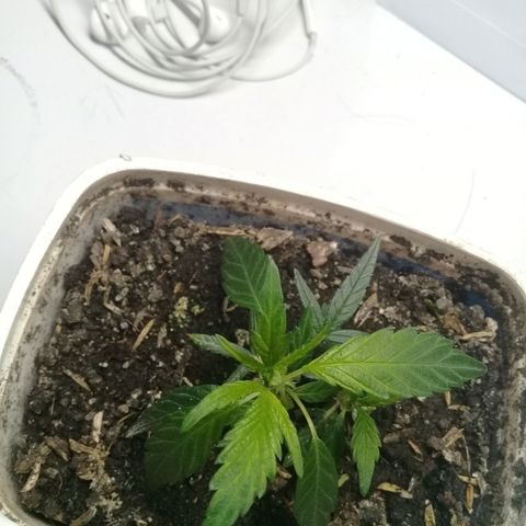 SAKs Mini $35 growlog photo: Enraizadas ambas: 20%
