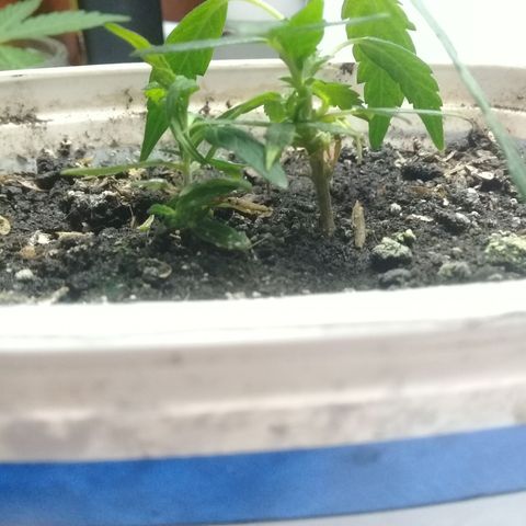 SAKs Mini $35 growlog photo: Enraizadas ambas: 20%