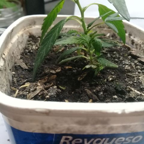 SAKs Mini $35 growlog photo: Enraizadas ambas: 20%