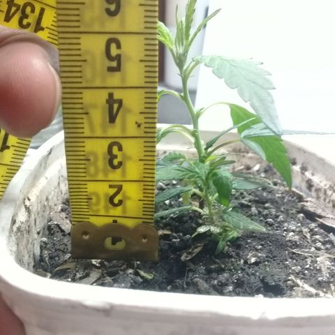 SAKs Mini $35 growlog photo: Enraizadas ambas: 20%
