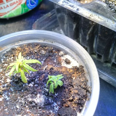 SAKs Mini $35 growlog photo: Primeras raíces 