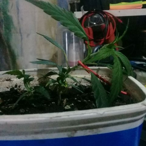 SAKs Mini $35 growlog photo: LST