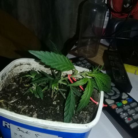 SAKs Mini $35 growlog photo: LST