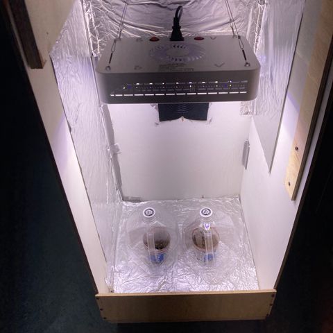 Unknown strain growlog photo: Started today  no visable tap root