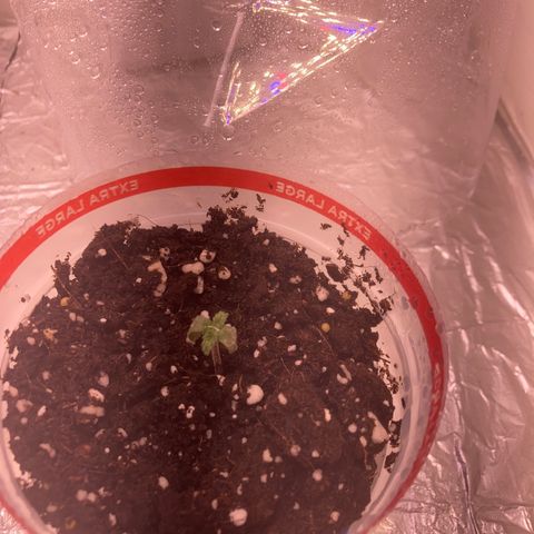 Unknown strain growlog timeline photo