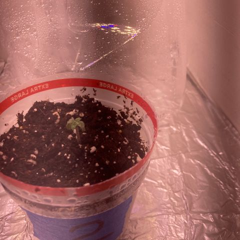 Unknown strain growlog timeline photo