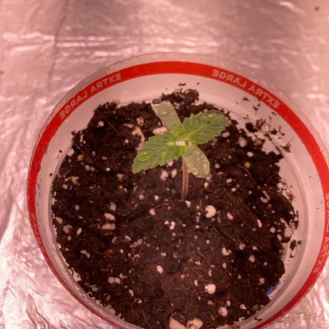 Unknown strain growlog photo: Seedling- became seedling at day 5