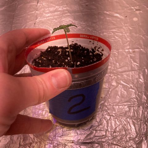 Unknown strain growlog photo: Seedling- became seedling at day 5