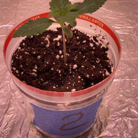 Unknown strain growlog timeline photo