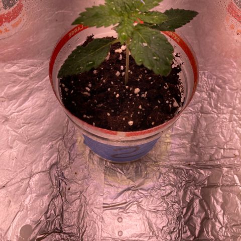 Unknown strain growlog timeline photo