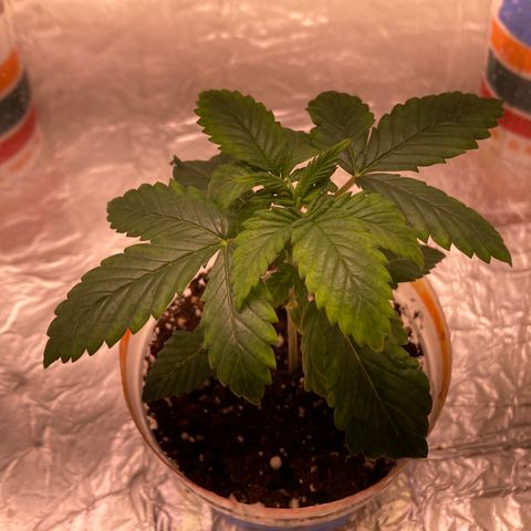 Unknown strain growlog timeline photo