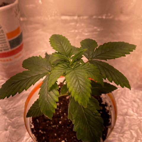 Unknown strain growlog timeline photo