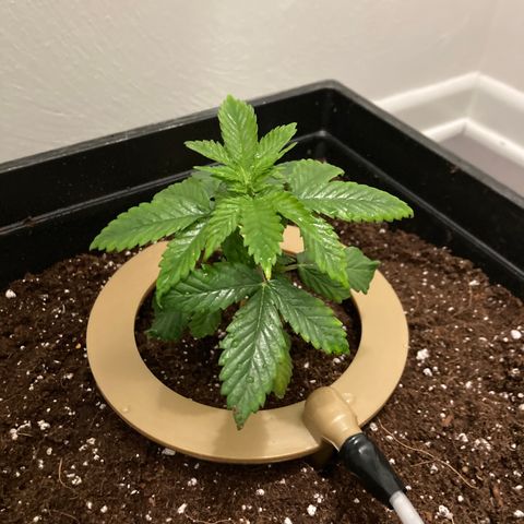 Unknown strain growlog timeline photo