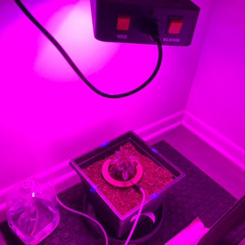 Unknown strain growlog photo: Light height ~ 20 inches, put heater in closet also