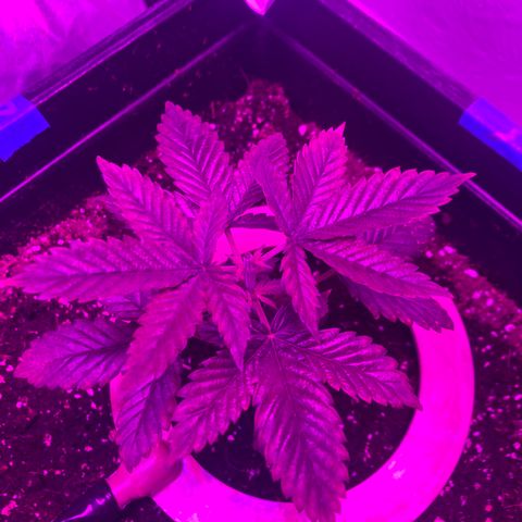Unknown strain growlog timeline photo