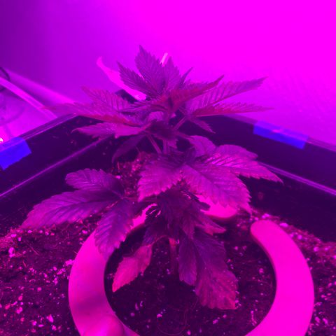 Unknown strain growlog timeline photo