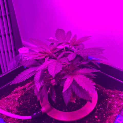 Unknown strain growlog photo: Topping looks like it went well