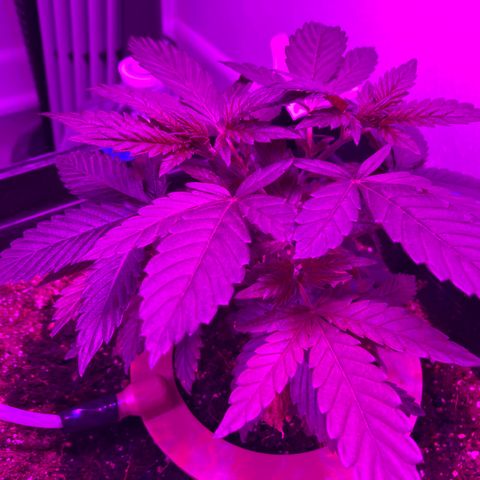 Unknown strain growlog photo: Topping looks like it went well