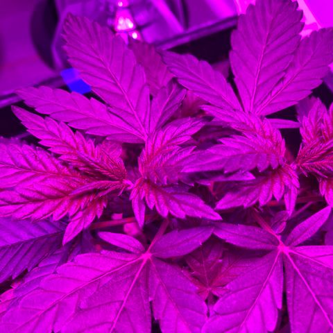 Unknown strain growlog photo: Topping looks like it went well
