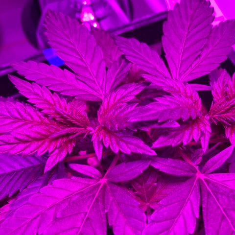 Unknown strain growlog timeline photo