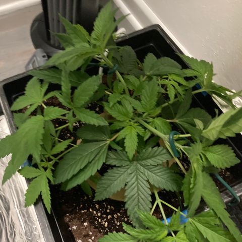 Unknown strain growlog timeline photo