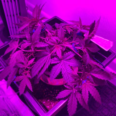 Unknown strain growlog timeline photo