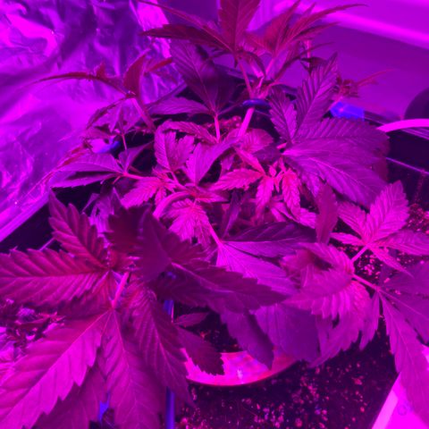 Unknown strain growlog timeline photo