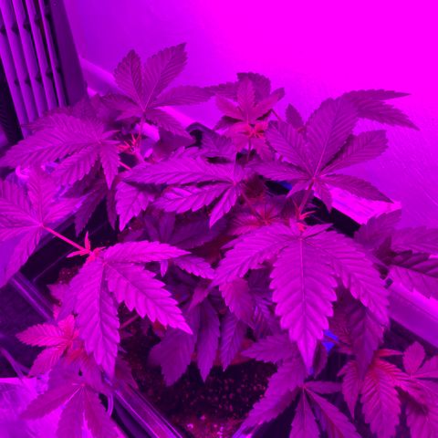 Unknown strain growlog photo: Looks like plant came back from trimming and LST