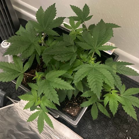Unknown strain growlog photo: Looks like plant came back from trimming and LST