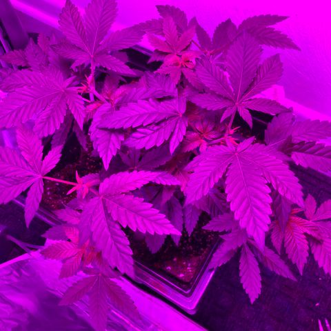 Unknown strain growlog photo: Looks like plant came back from trimming and LST