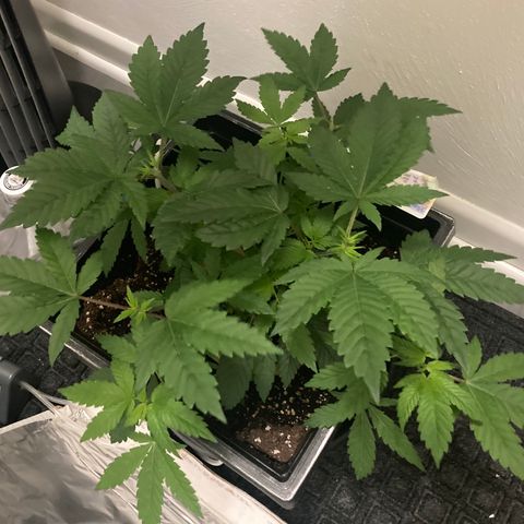 Unknown strain growlog photo: Looks like plant came back from trimming and LST