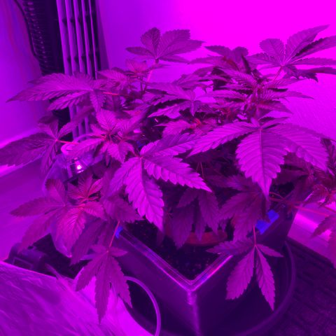 Unknown strain growlog photo: Moved lights up alittle more