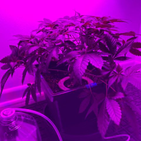 Unknown strain growlog timeline photo