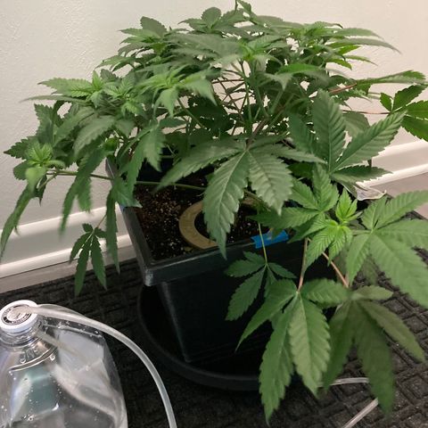 Unknown strain growlog timeline photo