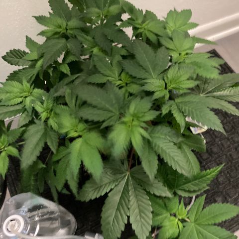Unknown strain growlog timeline photo
