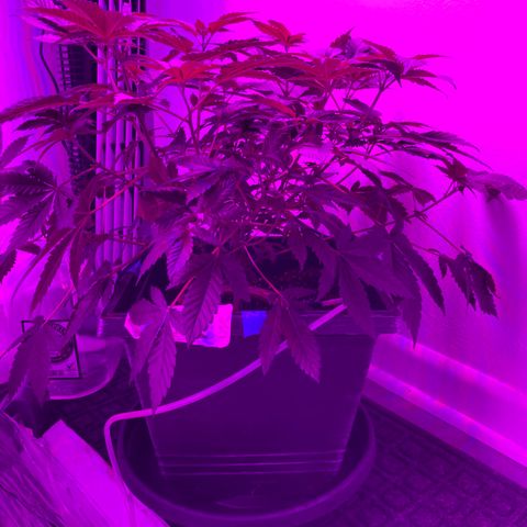 Unknown strain growlog photo: Had to give extra water