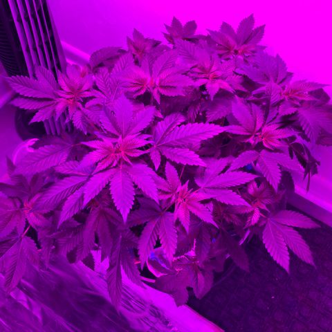 Unknown strain growlog photo: Had to give extra water