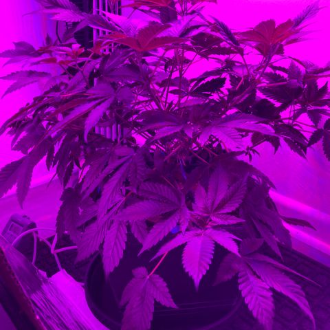 Unknown strain growlog photo: Plant is growing well, switched light to transition to flower 