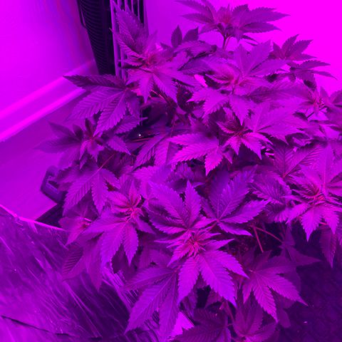 Unknown strain growlog photo: Plant is growing well, switched light to transition to flower 