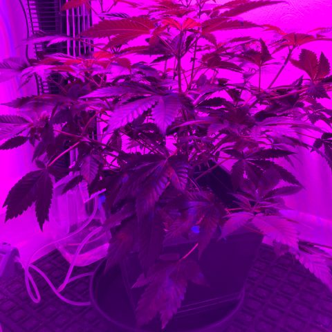 Unknown strain growlog timeline photo