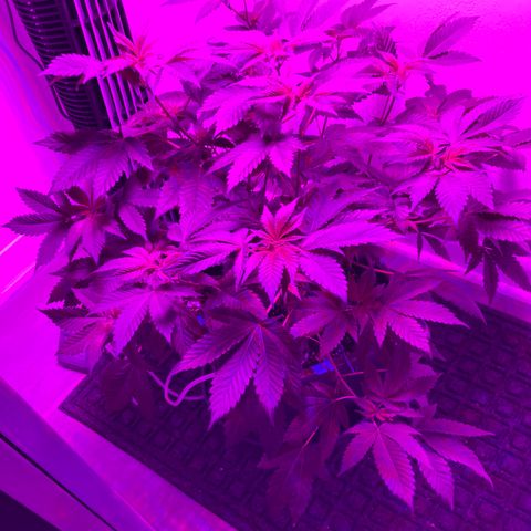 Unknown strain growlog timeline photo