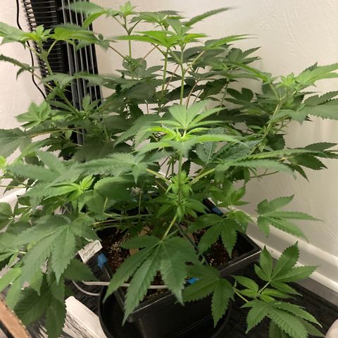 Unknown strain growlog photo: Flowering phase going well
