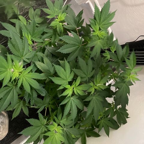 Unknown strain growlog photo: Flowering phase going well