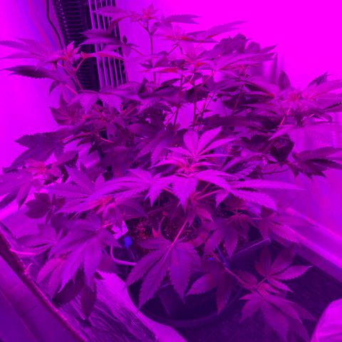 Unknown strain growlog photo: Flowering phase going well