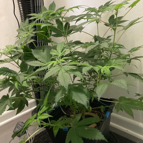 Unknown strain growlog timeline photo