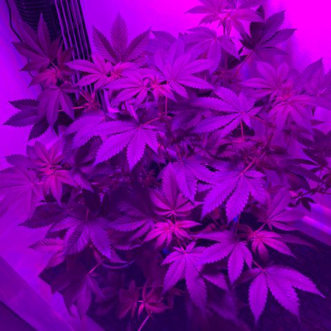 Unknown strain growlog timeline photo