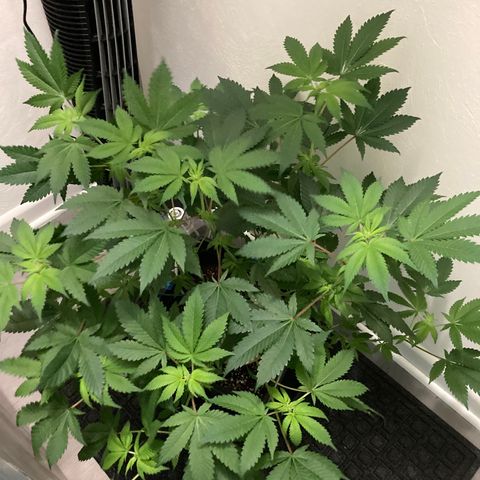 Unknown strain growlog timeline photo