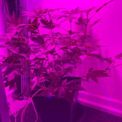 Unknown strain growlog timeline photo